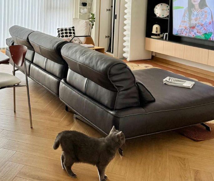 Living room with a gray sectional sofa, wooden floor, and a cat walking around genesis furniture